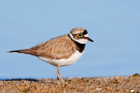 Little Ringed Plover (Charadrius dubius), North Rhine-Westphalia, Germany