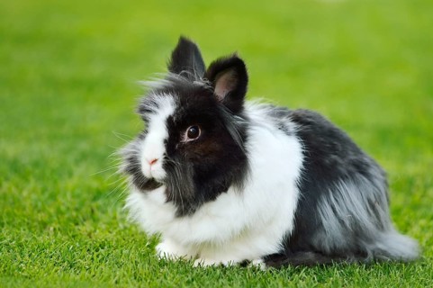 Lionhead rabbit (Oryctolagus cuniculus forma domestica) in a meadow, North Rhine-Westphalia,