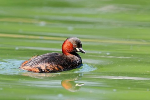 Little grebe (Tachybaptus ruficollis), North Rhine-Westphalia, Germany