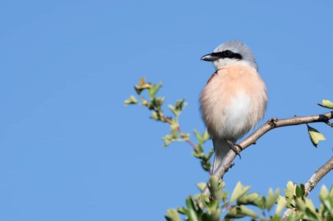 Red-backed shrike (Lanius collurio), male, North Rhine-Westphalia, Germany