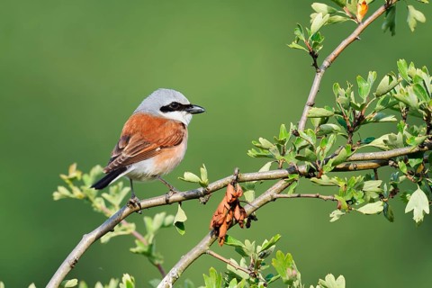 Red-backed shrike (Lanius collurio), male, North Rhine-Westphalia, Germany