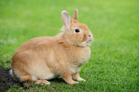 Dwarf rabbit (Oryctolagus cuniculus forma domestica) in a meadow, North Rhine-Westphalia, Germany