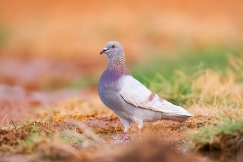 Rock dove (Columba livia) on a farmers field, Belchite, Aragon, Saragossa, Spain