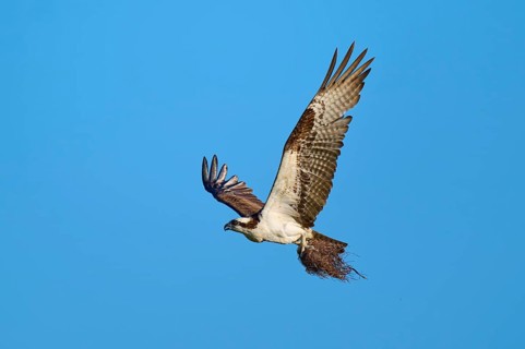 Osprey flying with outstretched wings under a clear sky, Osprey (Pandion haliaetus), Flamingo,