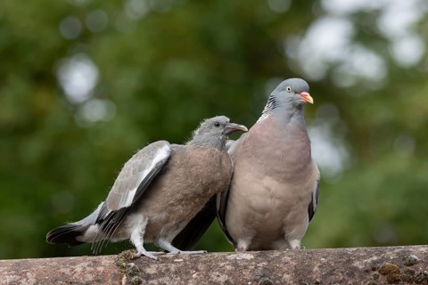 Wood pigeon (Columba palumbus) juvenile baby squab bird begging for food from an adult parent bird