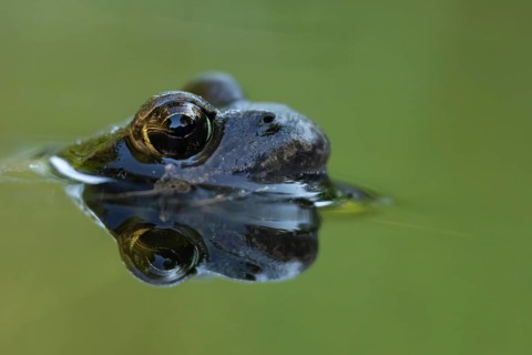 Common frog (Rana temporaria) adult amphibian on the water surface of a garden pond, England,