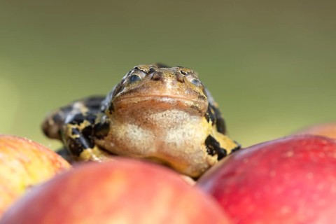 Common frog (Rana temporaria) adult amphibian on a fallen apple in a garden, England, United
