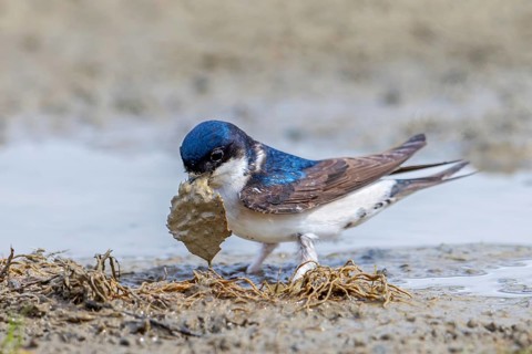 Common house martin, northern house martin (Delichon urbicum) collecting mud in beak from puddle