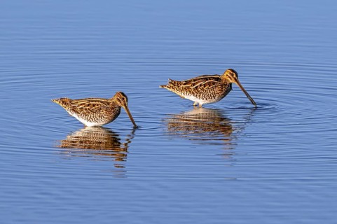 Two common snipes (Gallinago gallinago) foraging in shallow water by probing soft mud in pond in