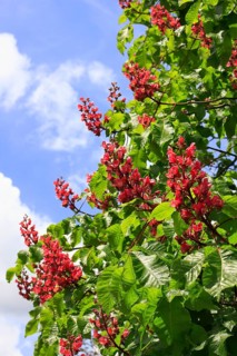 Red-flowering horse chestnut (Aesculus carnea), North Rhine-Westphalia, Germany
