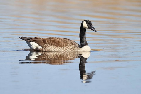 Canada goose (Branta canadensis), swimming on a lake, wildlife, birds, geese, nature reserve
