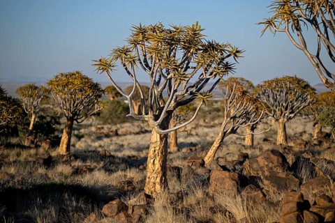 Quiver trees (Aloe dichotoma), quiver tree forest near Keetmanshoop, Karas Region, Namibia