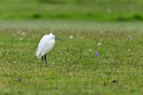 Little Egret (Egretta garzetta) standing in a meadow, Texel, North Holland, Netherlands