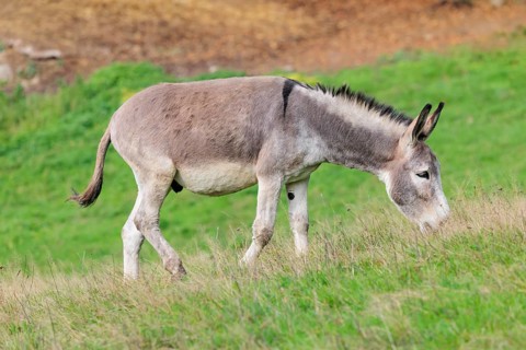 A male grey domestic donkey (Equus asinus) grazes in a green paddock