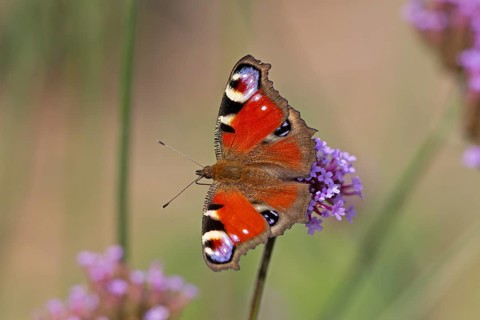 Butterfly, peacock butterfly (Aglais io), Purpletop vervain (Verbena bonariensis), Burgstemmen,