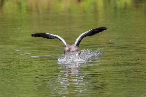 An adult greylag goose (Anser anser) lands on a lake on a sunny day. Bavaria, Germany