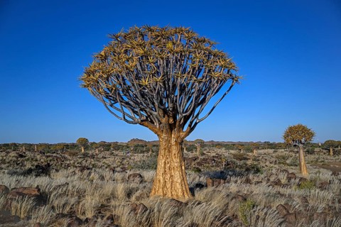 Quiver tree (Aloe dichotoma), quiver tree forest near Keetmanshoop, Karas Region, Namibia