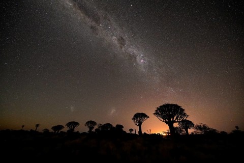 Quiver trees (Aloe dichotoma) under the starry sky, quiver tree forest near Keetmanshoop, Karas