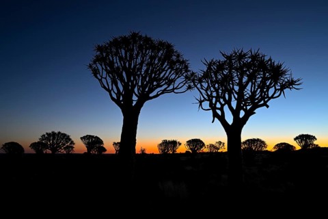 Quiver trees (Aloe dichotoma), blue hour, quiver tree forest near Keetmanshoop, Karas Region,
