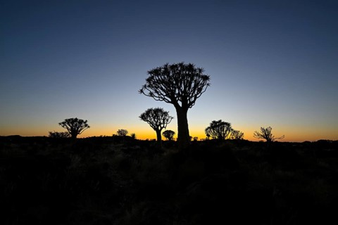 Quiver trees (Aloe dichotoma) in first daylight, quiver tree forest near Keetmanshoop, Karas