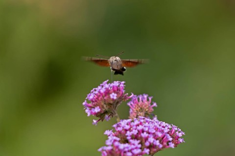 Butterfly, pigeon tail (Macroglossum stellatarum), also known as hummingbird butterfly or