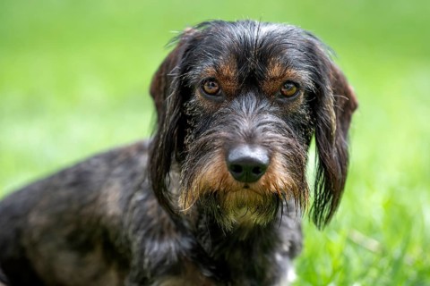 Rough-haired dachshund (Canis lupus familiaris) male, 4 years, animal portrait, attentive,