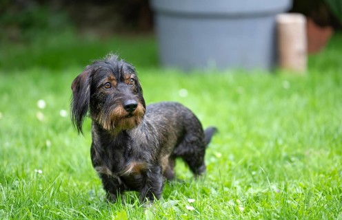 Rough-haired dachshund (Canis lupus familiaris) male, 4 years, attentive, in a meadow, in garden,