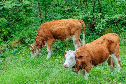 Holstein-Friesian cattle grazing on a mountain pasture in steep terrain. Eng Valley, Austria