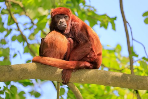 Venezuelan red howler (Alouatta seniculus), adult, female, juvenile, on tree, resting, South