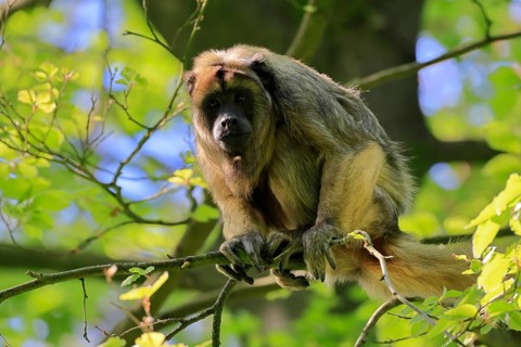 Black howler (Alouatta caraya), adult, female, on tree, alert, South America