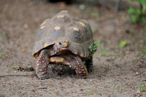 Coal turtle (Geochelone carbonaria), adult, foraging, running, South America