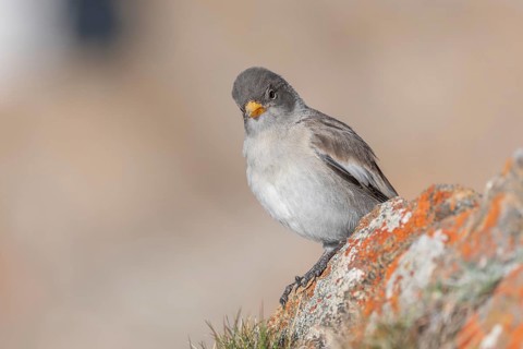 A young white snowfinch (Montifringilla nivalis) with grey feathers and a bright orange beak sits