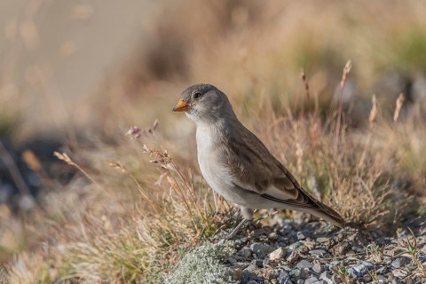 A young white snowfinch (Montifringilla nivalis) searches for food between rocks and grass. The