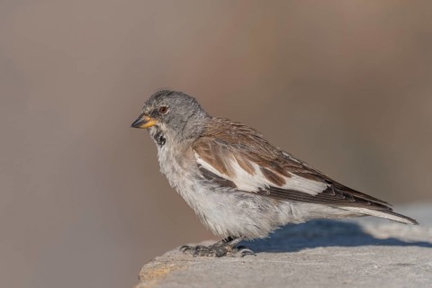 A white snowfinch (Montifringilla nivalis) stands on a rocky surface and displays its striking