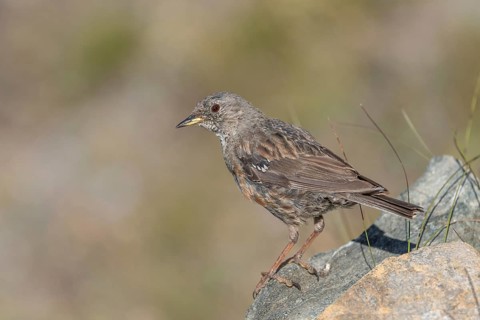 An Alpine Accentor (Prunella collaris) stands on a rocky surface beneath clear ski slopes. Its