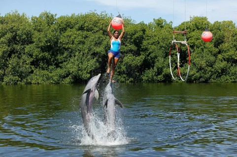 Dolphin, Bottlenose dolphin (Tursiops truncatus), 2 animals performing tricks, Cuba, Caribbean,
