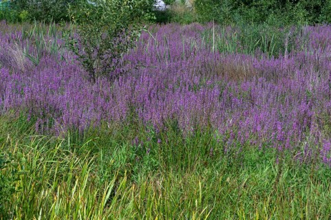 Purple loosestrife (Lythrum salicaria) in a dry carp pond, Eckental, Middle Franconia, Bavaria,