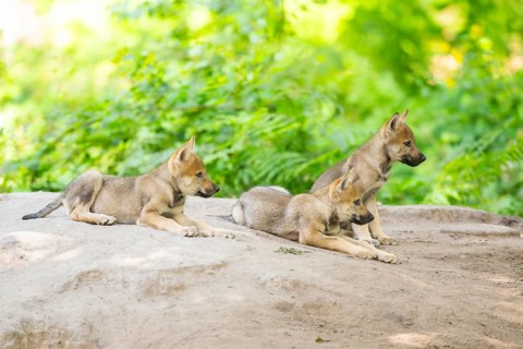 Eurasian wolf (Canis lupus lupus) cubs (youngster) on a little sand hill in the forest, Hesse,
