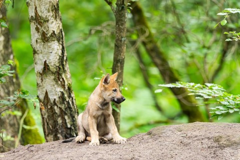 Eurasian wolf (Canis lupus lupus) cub (youngster) sitting on a little sand hill in the forest,