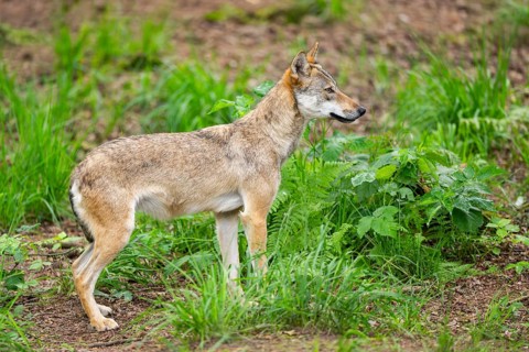 Eurasian wolf (Canis lupus lupus) standing in a forest, Hesse, Germany