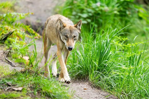 Eurasian wolf (Canis lupus lupus) walking in a forest, Hesse, Germany