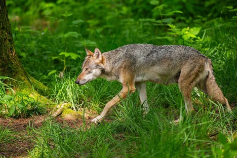 Eurasian wolves (Canis lupus lupus), walking in the forest, Hesse, Germany