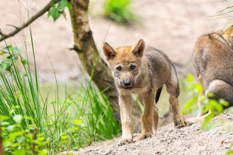 Eurasian wolf (Canis lupus lupus) cubs (youngster) on a little sand hill in the forest, Hesse,