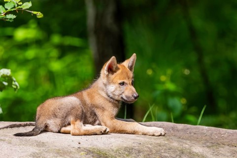 Eurasian wolf (Canis lupus lupus) cub (youngster) lying on a little sand hill in the forest, Hesse,