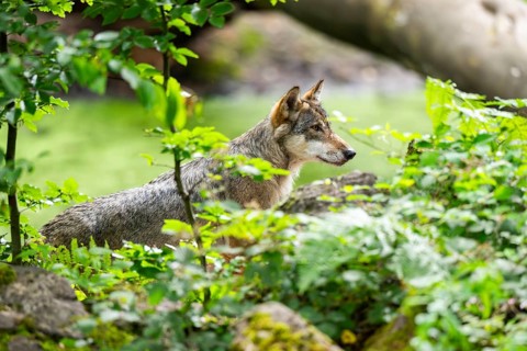 Eurasian wolf (Canis lupus lupus) standing in a forest, Hesse, Germany