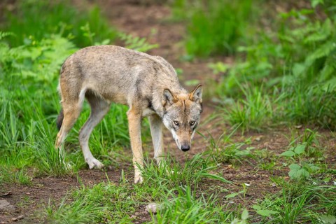 Eurasian wolf (Canis lupus lupus) standing in a forest, Hesse, Germany