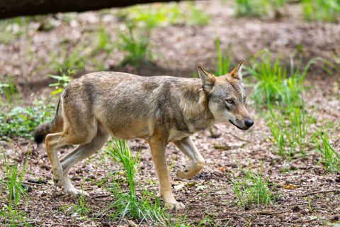 Eurasian wolf (Canis lupus lupus) walking in a forest, Hesse, Germany