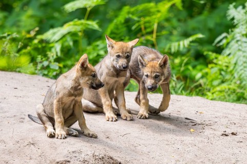 Eurasian wolf (Canis lupus lupus) cubs (youngster) on a little sand hill in the forest, Hesse,