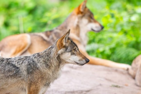 Eurasian wolf (Canis lupus lupus) standing on a little sand hill in the forest, Hesse, Germany