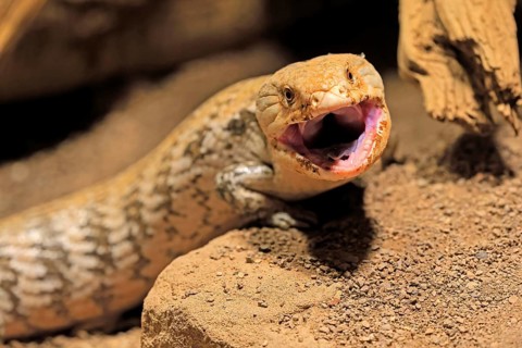 Blue-tongued skink (Tiliqua scincoides), adult, on ground, threatening, portrait, Australia,